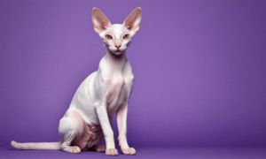 Read more about the article Cornish Rex Cat