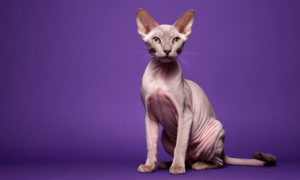 Read more about the article Peterbald Cat